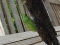 DSC04004