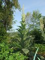 DSCF4175