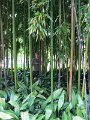 IMG_2326