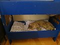 IMG_5432