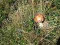 IMG_1335